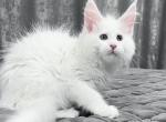 Nicole - Maine Coon Cat For Sale - Hollywood&comma; FL&comma; US