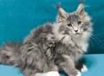 Paulina - Maine Coon Cat For Sale - Miami&comma; FL&comma; US