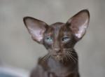 Elegance - Oriental Cat For Sale - Pembroke Pines&comma; FL&comma; US
