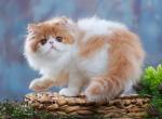 Twiggy - Persian Cat For Sale - Pembroke Pines&comma; FL&comma; US