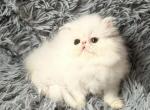 Helena - Persian Cat For Sale - Pembroke Pines&comma; FL&comma; US