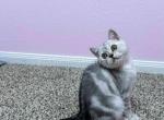 Tiger Tom black silver classic tabby boy - Scottish Straight Cat For Sale - Los Angeles&comma; CA&comma; US