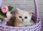 Dunyasha silver shaded chinchilla baby girl - Scottish Straight Cat For Sale - Los Angeles&comma; CA&comma; US