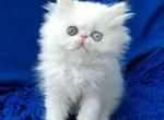 White angel Mirey rare persian with  odd eyes - Scottish Fold Cat For Sale - Los Angeles&comma; CA&comma; US