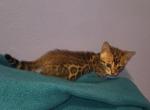 Light blue female - Bengal Cat For Sale - Tallahassee&comma; FL&comma; US