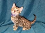 Purple Female - Bengal Cat For Sale - Tallahassee&comma; FL&comma; US
