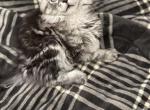 Litter B - Maine Coon Cat For Sale - Paron&comma; AR&comma; US