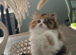 Jay Jay - Persian Cat For Sale - Westland&comma; MI&comma; US