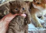 Chocolate Beauty - British Shorthair Cat For Sale - Grand Rapids&comma; MI&comma; US