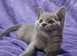 Cliff purebred Russian blue baby boy green eyes - Russian Blue Cat For Sale - CA&comma; US