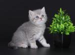Barnet plushy blue tabby british shorthair boy - British Shorthair Kitten For Sale - CA&comma; US