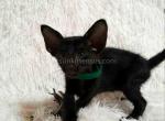 Mini panther Marc black solid oriental baby boy - Oriental Kitten For Sale - CA&comma; US
