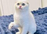 Kevin white angel scottish fold with blue eyes - Scottish Fold Cat For Sale - CA&comma; US
