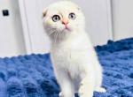 Kyle blue eyed scottish fold golden color point - Scottish Fold Cat For Sale - CA&comma; US