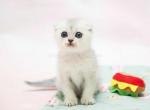 Barnie silver shaded chinchilla scottish fold ns11 - Scottish Fold Kitten For Sale - CA&comma; US