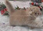 Lykas longhair lilac chinchilla scottish fold boy - Scottish Fold Kitten For Sale - CA&comma; US