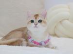 Golden shaded British shorthair female - British Shorthair Cat For Sale - Spokane&comma; WA&comma; US