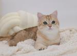 Golden spotted British Shorthair boy - British Shorthair Cat For Sale - Spokane&comma; WA&comma; US