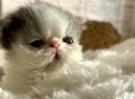 Mouse - Persian Cat For Sale - Turlock&comma; CA&comma; US