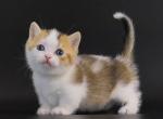 Alex - Munchkin Cat For Sale - Pembroke Pines&comma; FL&comma; US
