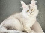 Jibo - Maine Coon Cat For Sale - Miami&comma; FL&comma; US