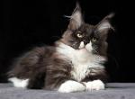 Yarick Polydactyl - Maine Coon Cat For Sale - Miami&comma; FL&comma; US