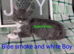 Blue smoke and white boy - Maine Coon Cat For Sale - Fort Worth&comma; TX&comma; US