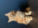Cody boy orange tabby large Maine Coon baby - Maine Coon Kitten For Sale - CA&comma; US