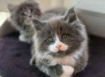 Odissey blue bicolor with white mittens Maine Coon - Maine Coon Kitten For Sale - CA&comma; US