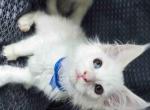 Connor odd eyes whole white Maine Coon - Maine Coon Kitten For Sale - CA&comma; US