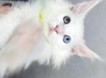 Carina whole white Maine Coon with odd eyes - Maine Coon Kitten For Sale - CA&comma; US