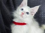 Canya whole white Maine Coon with blue eyes - Maine Coon Cat For Sale - CA&comma; US