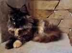 Kasya black & orange tortie  Maine Coon girl - Maine Coon Cat For Sale - CA&comma; US
