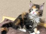 Lisa tricolor black&orange calico Maine Coon girl - Maine Coon Cat For Sale - CA&comma; US