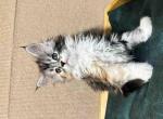 Mirel silver tabby tricolor calico Maine Coon girl - Maine Coon Cat For Sale - CA&comma; US