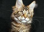 Dakar black classic tabby boy Maine Coon - Maine Coon Cat For Sale - CA&comma; US