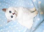 Nora british shorthair silver chinchilla point - British Shorthair Kitten For Sale - CA&comma; US