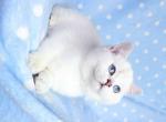 Nickyboy british shorthair silver chinchilla point - British Shorthair Kitten For Sale - CA&comma; US
