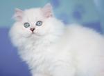 Nice british longhair silver chinchilla point - British Shorthair Kitten For Sale - CA&comma; US