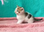 Vanila british shorthair tricolor calico harlequin - British Shorthair Cat For Sale - CA&comma; US