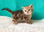 Vanessa british shorthair butterfly tabby - British Shorthair Cat For Sale - CA&comma; US