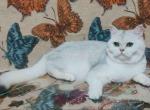 HTX Jasmin ns11 scottish straight silver chinchila - Scottish Straight Cat For Sale - TX&comma; US