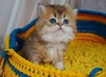 Germiona golden chinchilla baby girl - Persian Kitten For Sale - Los Angeles&comma; CA&comma; US