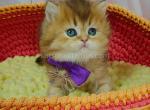 Glamurchik golden chinchilla baby boy - Persian Cat For Sale - Los Angeles&comma; CA&comma; US
