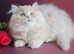 Sapfir fluffy little king lilac baby boy - Persian Cat For Sale - Los Angeles&comma; CA&comma; US