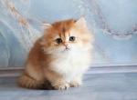 Zhozefina chocolate golden chinchilla baby girl - Persian Cat For Sale - Los Angeles&comma; CA&comma; US
