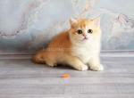 Orange boy Yan ny 12 black golden shell - British Shorthair Cat For Sale - Los Angeles&comma; CA&comma; US