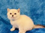 CLOUD - Scottish Straight Cat For Sale - Austin&comma; TX&comma; US