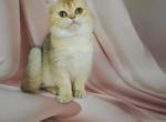 CHERRY - British Shorthair Cat For Sale - Austin&comma; TX&comma; US