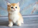 Zhofrey orange british ny 12 black golden shell - British Shorthair Kitten For Sale - Los Angeles&comma; CA&comma; US